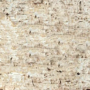 centropiazzolla2262533